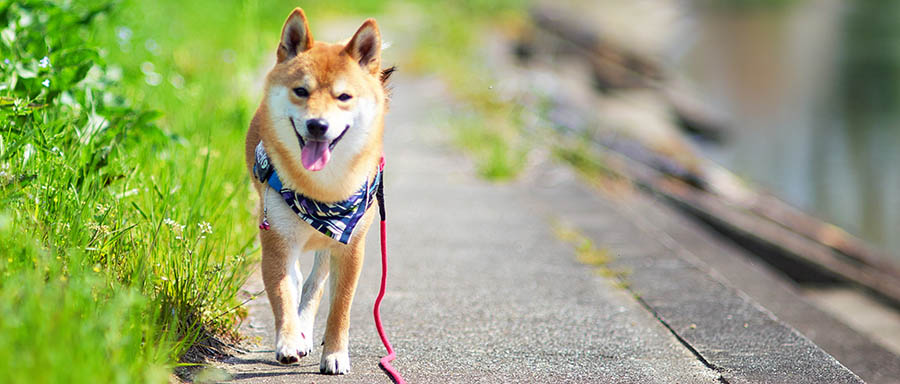 犬