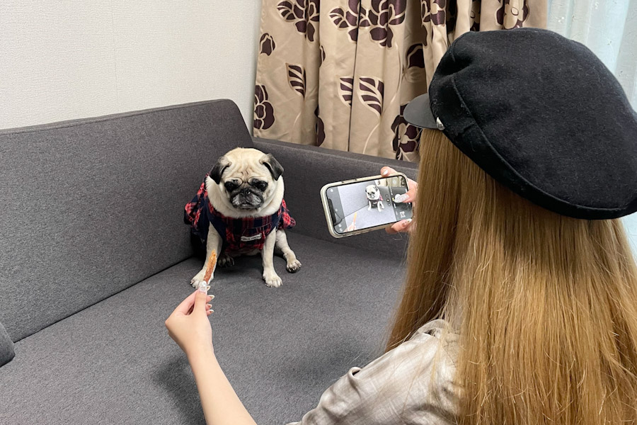 動物ダイカットクッション2
